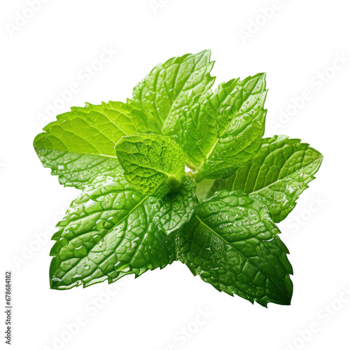 mint leaves with water drops, isolated