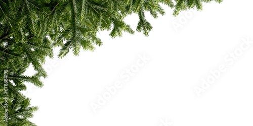  Close up pine branches isolated on white