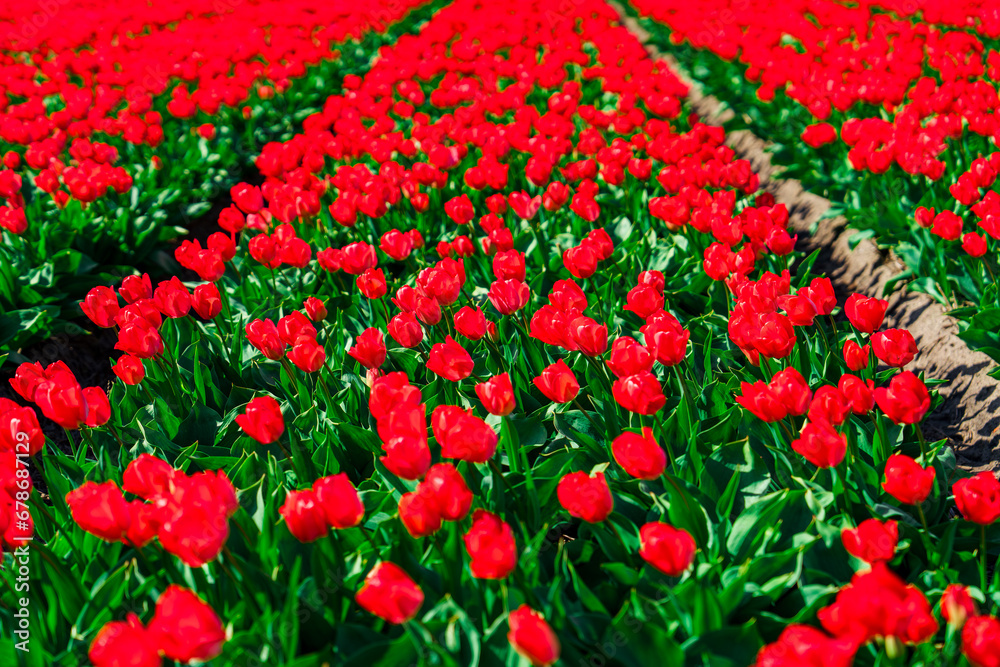 Vast and vibrant red tulip fields in the Netherlands showcasing a captivating display of nature's beauty during springtime, creating a mesmerizing and breathtaking view.