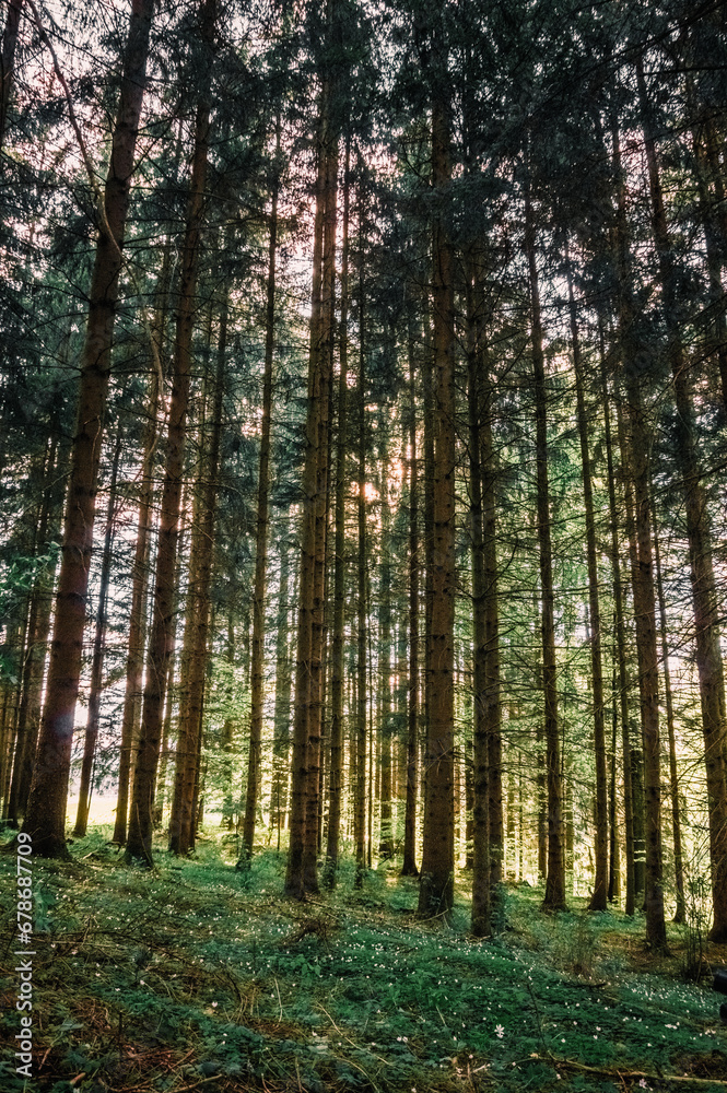 Fototapeta premium Wald und Sonne