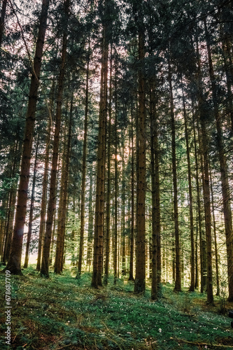 Wallpaper Mural Wald und Sonne Torontodigital.ca