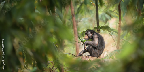 Monkey King of the Jungle: A Primate in its Natural Habitat © KONSTANTIN SHISHKIN