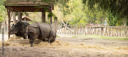 A Majestic Rhinoceros Enjoying a Hay Feast in the Confines of a Zoo