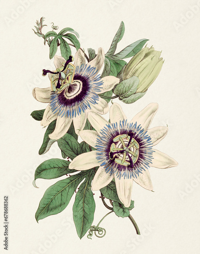 Fotografi Passion Flower illustration.