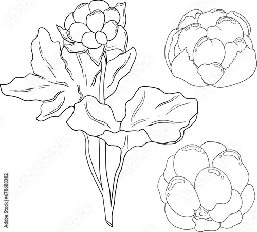 Cloudberry vector, line drawing. Organic berry superfood. Hand drawn icon for label, poster, packaging design or coloring pages