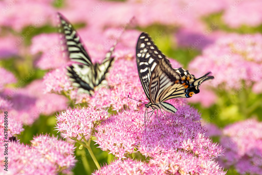 Papilio xuthus Linnaeus, Butterfly is on a flower Papilio xuthus Linnaeus, Butterfly is on a flower