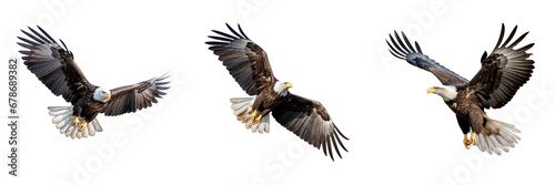 Bald Eagle Flying Isolated on a transparent background