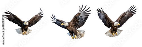 Bald Eagle Flying Isolated on a transparent background © LaxmiOwl