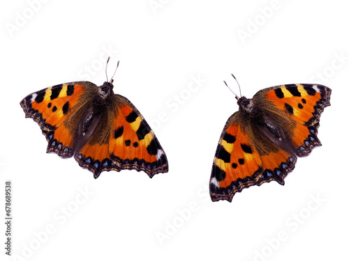  bright butterfly isolated on white background