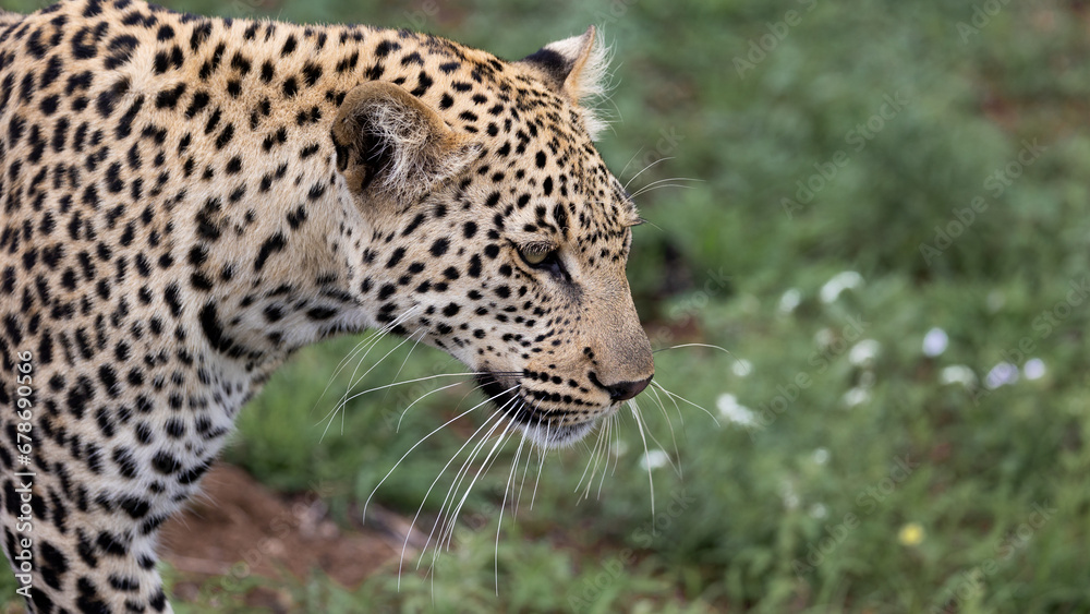 Fototapeta premium a portrait of a young male leopard
