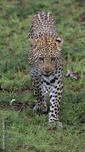 a young male leopard in the wild