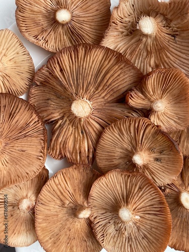 honey mushrooms background