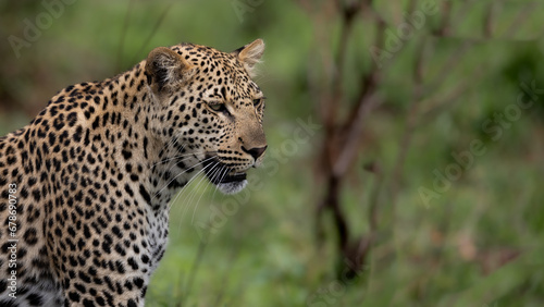 a portrait of a young male leopard