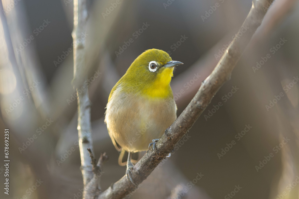 Fototapeta premium 朝日を背に浴びるメジロ