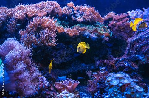 Colored fish behind glass in an aquarium.