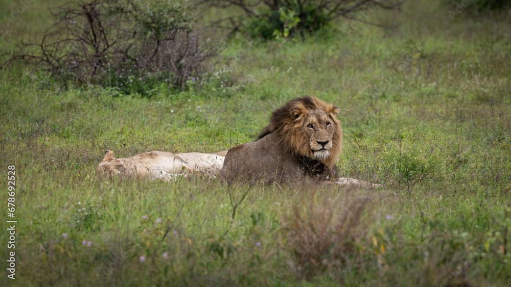 a mating pair of lions in the wild a mating pair of lions in the wild