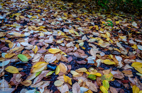 Autumn leaves on the ground in the forest .A carpet of yellow leaves.