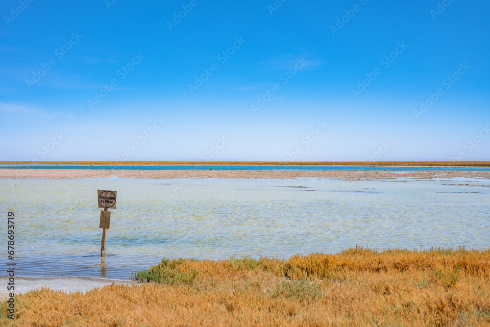Lagoa no deserto do Atacama com céu azul e muita vegetação ao redor. Lagoa Cejar na primavera de 2023.