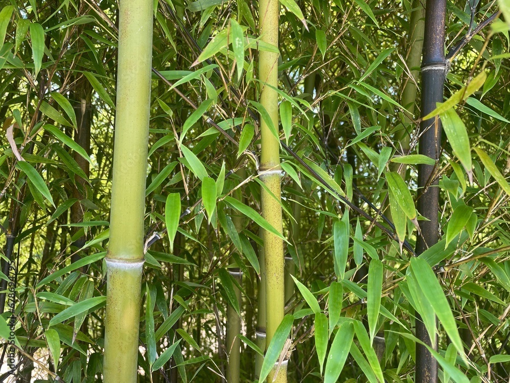 Fototapeta premium bamboo forest background