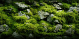 Moss and Stone Background