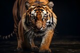 Tiger, Professional photo, national geographic style, background, minimalistic 