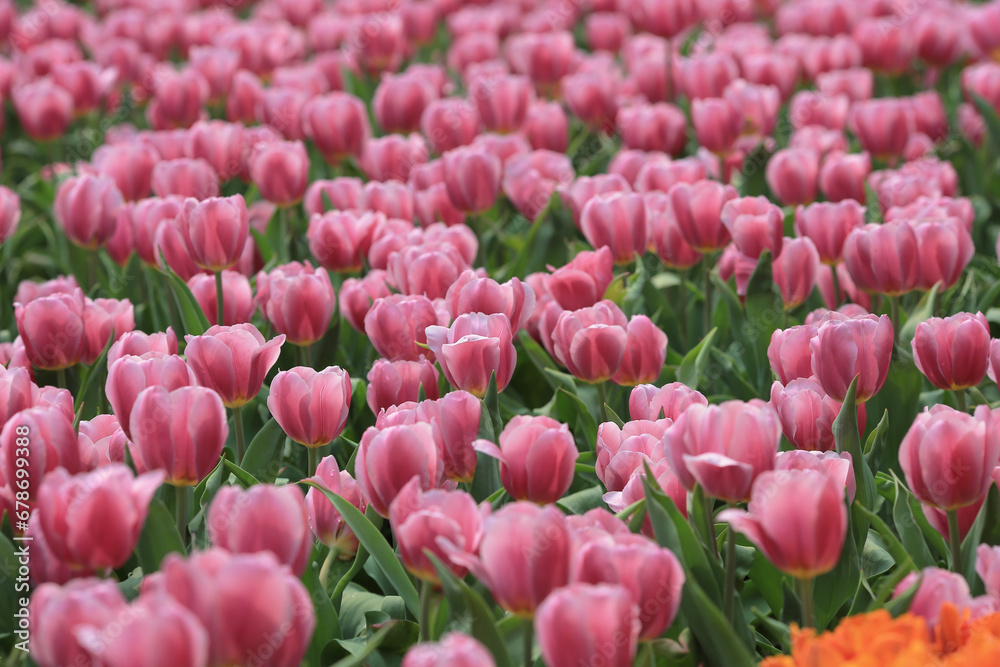 a Tulipa gesneriana, spring time at garden a Tulipa gesneriana, spring time at garden
