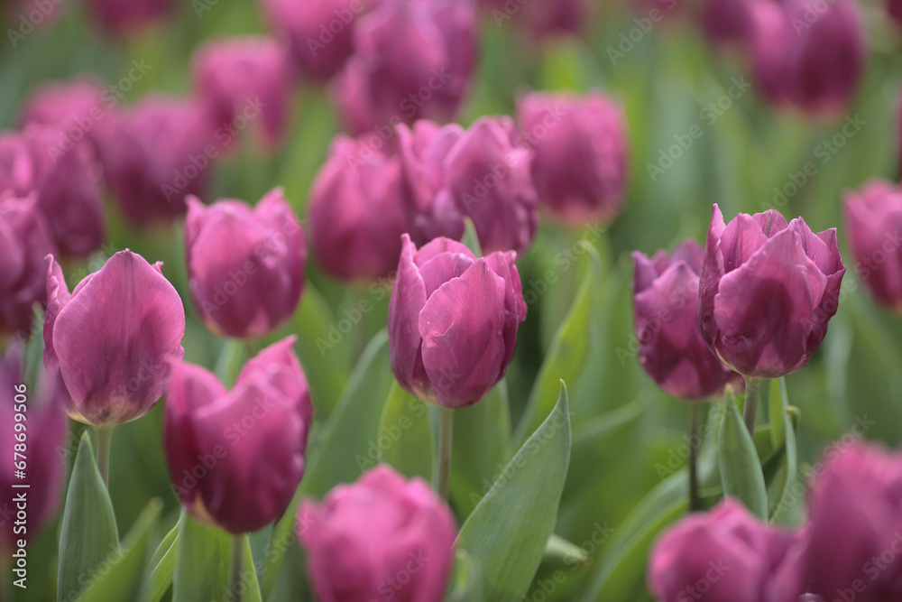 a Tulipa gesneriana, spring time at garden