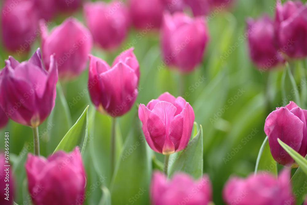 a Tulipa gesneriana, spring time at garden a Tulipa gesneriana, spring time at garden
