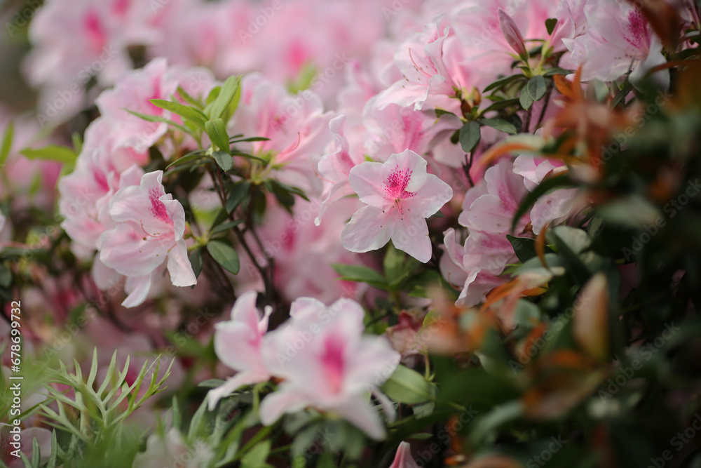 Fototapeta premium an Rhododendron, a spring time at garden
