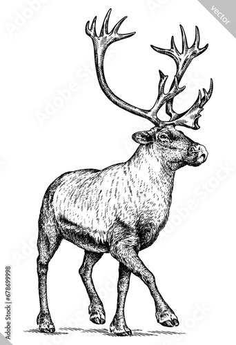 Vintage engraving isolated deer set illustration ink sketch. Northern reindeer background stag silhouette art. Black and white hand drawn vector image
