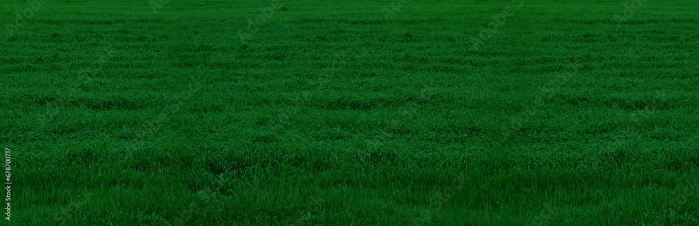 Banner with dark green grass. Texture of green grass. Banner with dark green grass. Texture of green grass.