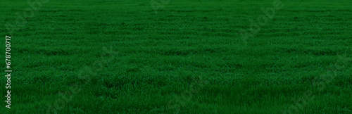 Banner with dark green grass. Texture of green grass.
