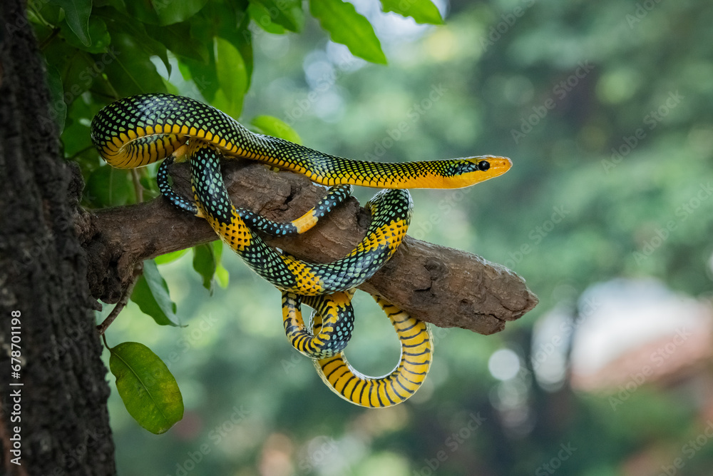 Rainbow tree snake, Royal tree snake, gonyosoma margaritatum native to