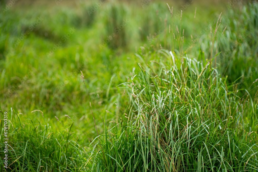 pasture and grass in a paddock on a regenerative organic flowers in a field