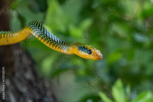 Rainbow tree snake, Royal tree snake, gonyosoma margaritatum native to borneo indonesia close up shot with natural bokeh background 