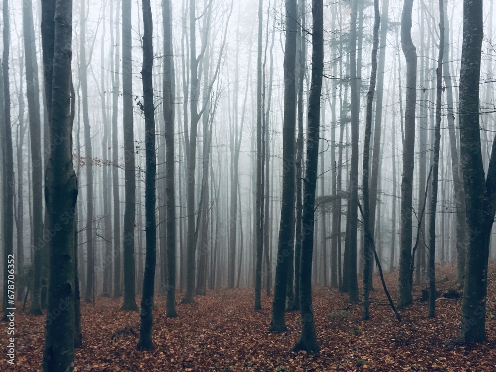 Naklejka premium Fog in a forest of bare trees