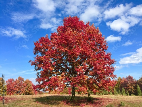 Tall lonely tree with red autumn leaves in the middle of a field on a sunny day