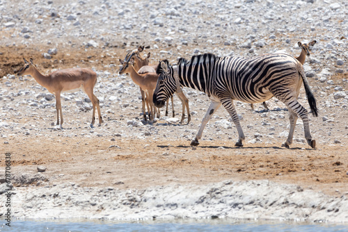 Fototapeta Naklejka Na Ścianę i Meble -  
Plains zebra with a tracking collar seen walking in profile at a waterhole during a sunny morning, Etosha National Park, Namibia