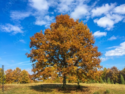 Tall lonely tree with yellow autumn leaves in the middle of a field on a sunny day