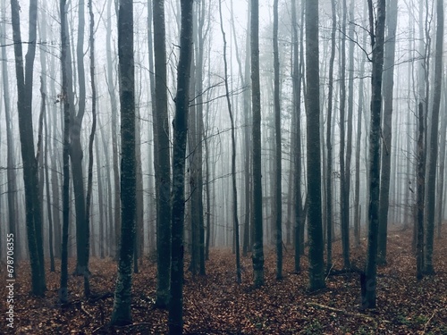 Fog in a forest of bare trees