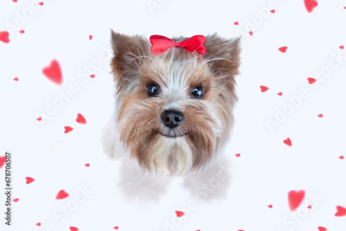 Happy dog (Yorkshire terrier) wearing bow celebrating Valentine day. Red heart on background. Valentine's day, birthday, mother's, women's day,  holidays concept. . photo