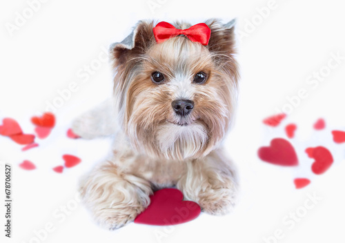 Happy dog (Yorkshire terrier) wearing bow celebrating Valentine day. Red heart on background. Valentine's day, birthday, mother's, women's day,  holidays concept. photo