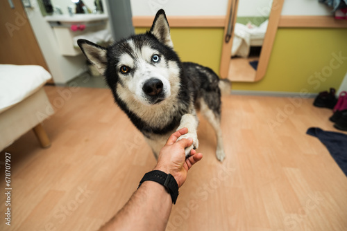 A husky dog ​​at home in an apartment meets its owner and gives him a paw.