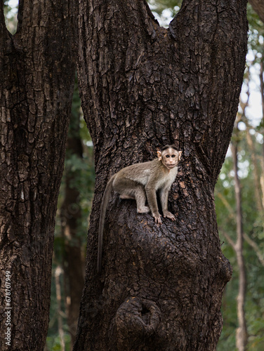 Baby Monkey on a Tree © ClickerZep