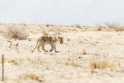 Side view of baby lion seen walking in a dry dusty area during a hot sunny afternoon, Etosha National Park, Namibia