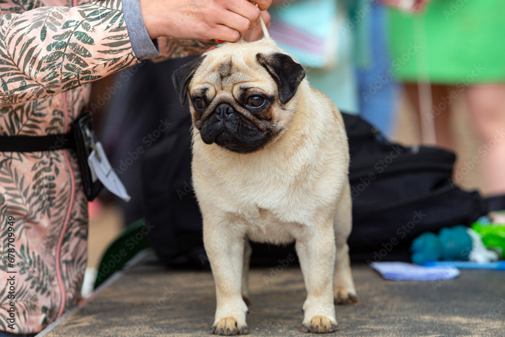 Funny pug at the dog show