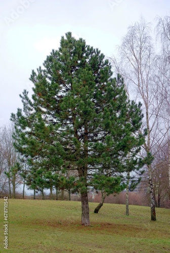 Christmas tree on the hill - January without snow in winter