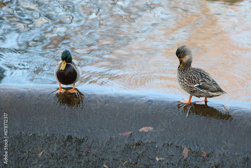 Male and female mallard duck. (ID: 678712317)