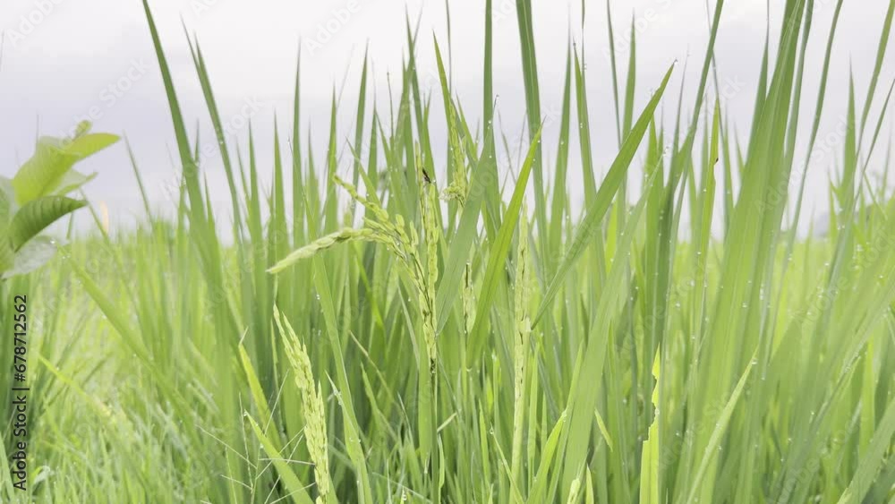 Close up of the beautiful rice plants in gorgeous paddy field on organic farm with grasshopper insect