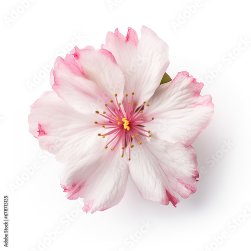 Macro Shot of Pink Cherry Blossom Against White Background